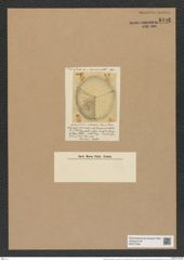 Aulacodiscus rattrayi var. convexus (Gr. et St.) Rattr. (de-Toni-Nr.: Genus 182, Species 4562) Zeichnungen Sammlung Grunow Nr. 8181 (NHMW-BOT-W0377556)